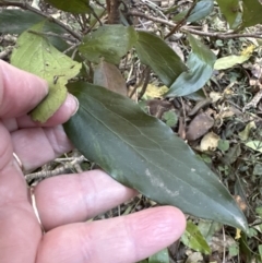 Stenocarpus salignus at Cambewarra, NSW - 11 Jul 2023 01:22 PM