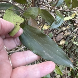 Stenocarpus salignus at Cambewarra, NSW - 11 Jul 2023 01:22 PM