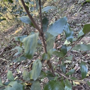 Stenocarpus salignus at Cambewarra, NSW - 11 Jul 2023 01:22 PM