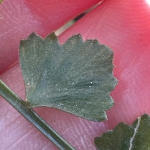 Asplenium flabellifolium at Cambewarra, NSW - 11 Jul 2023 01:27 PM