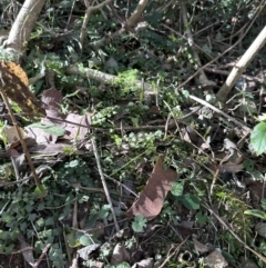 Asplenium flabellifolium at Cambewarra, NSW - 11 Jul 2023 01:27 PM