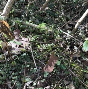 Asplenium flabellifolium at Cambewarra, NSW - 11 Jul 2023