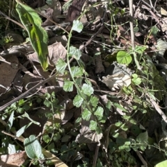 Asplenium flabellifolium at Cambewarra, NSW - 11 Jul 2023 01:27 PM