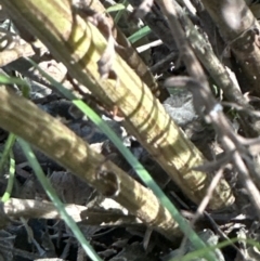 Cassinia trinerva at Cambewarra, NSW - 11 Jul 2023