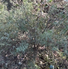 Cassinia trinerva at Cambewarra, NSW - 11 Jul 2023 01:46 PM