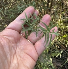 Cassinia trinerva at Cambewarra, NSW - 11 Jul 2023