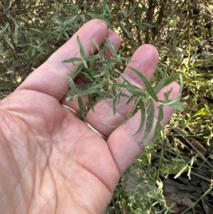 Cassinia trinerva at Cambewarra, NSW - 11 Jul 2023