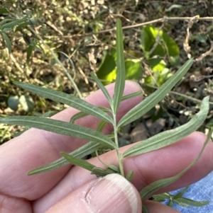 Cassinia trinerva at Cambewarra, NSW - 11 Jul 2023