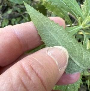 Senecio minimus at Cambewarra, NSW - 11 Jul 2023 01:56 PM