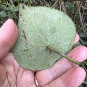 Stephania japonica var. discolor at Cambewarra, NSW - 11 Jul 2023