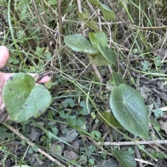 Stephania japonica var. discolor at Cambewarra, NSW - 11 Jul 2023 01:59 PM