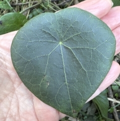 Stephania japonica var. discolor at Cambewarra, NSW - 11 Jul 2023 01:59 PM