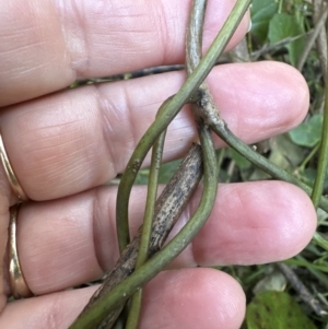 Stephania japonica var. discolor at Cambewarra, NSW - 11 Jul 2023 01:59 PM