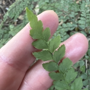 Adiantum formosum at Cambewarra, NSW - 11 Jul 2023 02:09 PM