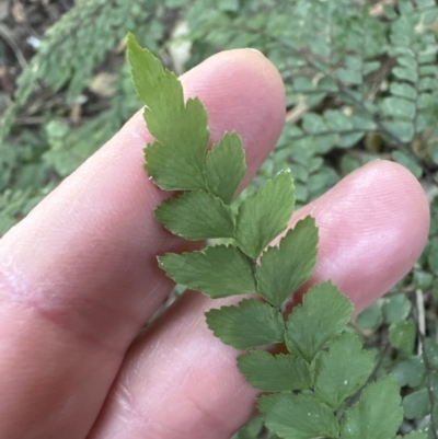 Adiantum formosum (Black Stem, Black-stem Maidenhair) at Cambewarra, NSW - 11 Jul 2023 by lbradley