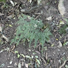 Adiantum formosum at Cambewarra, NSW - 11 Jul 2023 02:09 PM