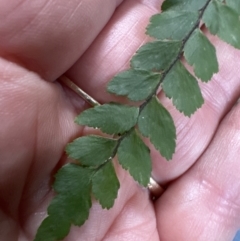 Adiantum formosum at Cambewarra, NSW - 11 Jul 2023 02:09 PM