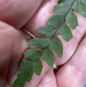 Adiantum formosum at Cambewarra, NSW - 11 Jul 2023 02:09 PM