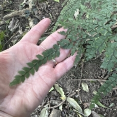 Adiantum formosum at Cambewarra, NSW - 11 Jul 2023 02:09 PM