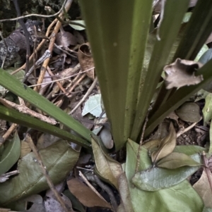 Gymnostachys anceps at Cambewarra, NSW - 11 Jul 2023