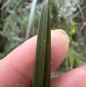 Gymnostachys anceps at Cambewarra, NSW - 11 Jul 2023