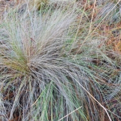 Nassella trichotoma (Serrated Tussock) at Isaacs Ridge and Nearby - 11 Jul 2023 by Mike