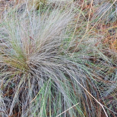 Nassella trichotoma (Serrated Tussock) at Isaacs Ridge and Nearby - 11 Jul 2023 by Mike