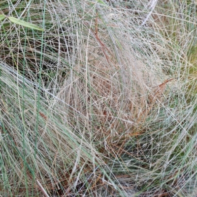 Nassella trichotoma (Serrated Tussock) at Isaacs Ridge and Nearby - 11 Jul 2023 by Mike