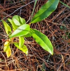 Photinia serratifolia (Chinese Photinia) at Isaacs Ridge and Nearby - 11 Jul 2023 by Mike