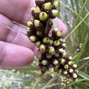 Gahnia aspera at Cambewarra, NSW - 11 Jul 2023