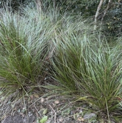 Gahnia aspera at Cambewarra, NSW - 11 Jul 2023