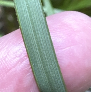 Gahnia aspera at Cambewarra, NSW - 11 Jul 2023 03:06 PM