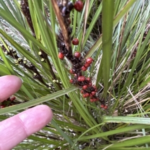 Gahnia aspera at Cambewarra, NSW - 11 Jul 2023 03:06 PM