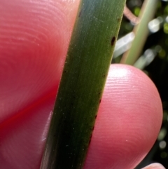 Lepidosperma elatius (Tall Sword-sedge) at Cambewarra Range Nature Reserve - 11 Jul 2023 by lbradley