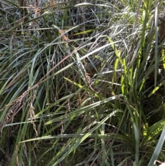 Lepidosperma elatius at Cambewarra, NSW - 11 Jul 2023