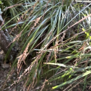 Lepidosperma elatius at Cambewarra, NSW - 11 Jul 2023