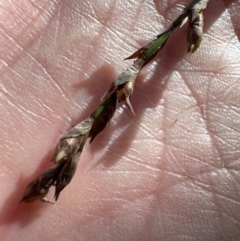 Lepidosperma elatius at Cambewarra, NSW - 11 Jul 2023