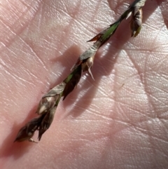 Lepidosperma elatius at Cambewarra, NSW - 11 Jul 2023 03:10 PM