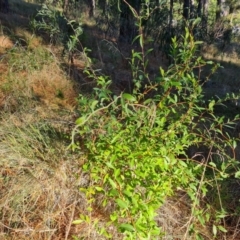 Billardiera heterophylla (Western Australian Bluebell Creeper) at Isaacs Ridge and Nearby - 11 Jul 2023 by Mike