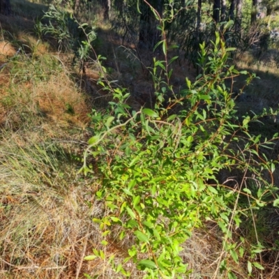 Billardiera heterophylla (Western Australian Bluebell Creeper) at Isaacs Ridge and Nearby - 11 Jul 2023 by Mike