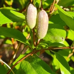 Billardiera heterophylla at Isaacs, ACT - 11 Jul 2023