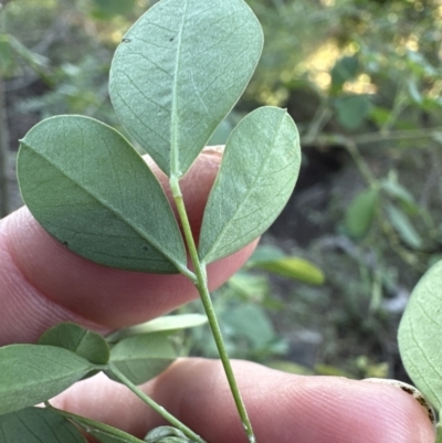 Goodia lotifolia (Golden Tip) at Cambewarra Range Nature Reserve - 11 Jul 2023 by lbradleyKV