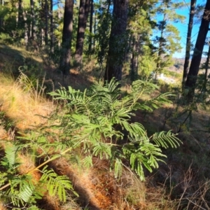 Acacia mearnsii at Isaacs, ACT - 11 Jul 2023