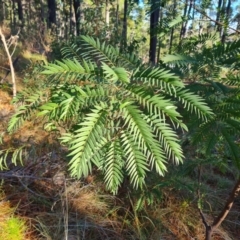 Acacia elata (Mountain Cedar Wattle) at Isaacs Ridge and Nearby - 11 Jul 2023 by Mike