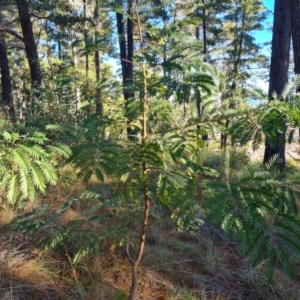 Acacia elata at Isaacs, ACT - 11 Jul 2023