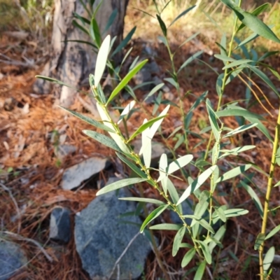 Daviesia mimosoides (Bitter Pea) at Isaacs Ridge and Nearby - 11 Jul 2023 by Mike