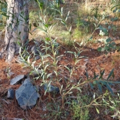 Daviesia mimosoides at Isaacs, ACT - 11 Jul 2023