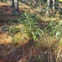 Acacia implexa (Hickory Wattle, Lightwood) at Isaacs Ridge and Nearby - 11 Jul 2023 by Mike