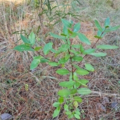 Viburnum tinus (Laurustinus) at Isaacs, ACT - 11 Jul 2023 by Mike