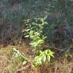 Ligustrum lucidum (Large-leaved Privet) at Isaacs Ridge and Nearby - 11 Jul 2023 by Mike